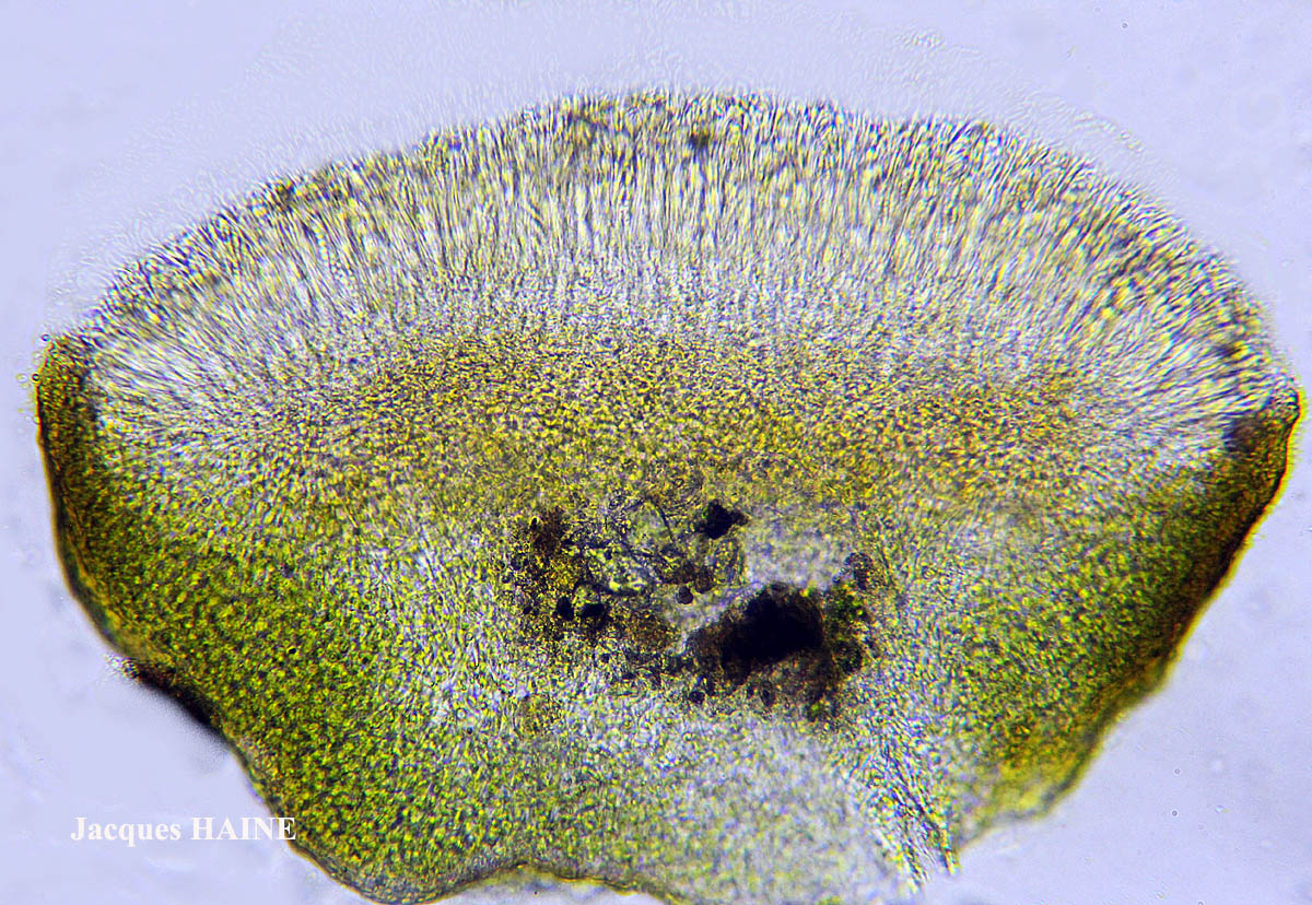 Collema ryssoleum (Tuck.) A. Schneid.