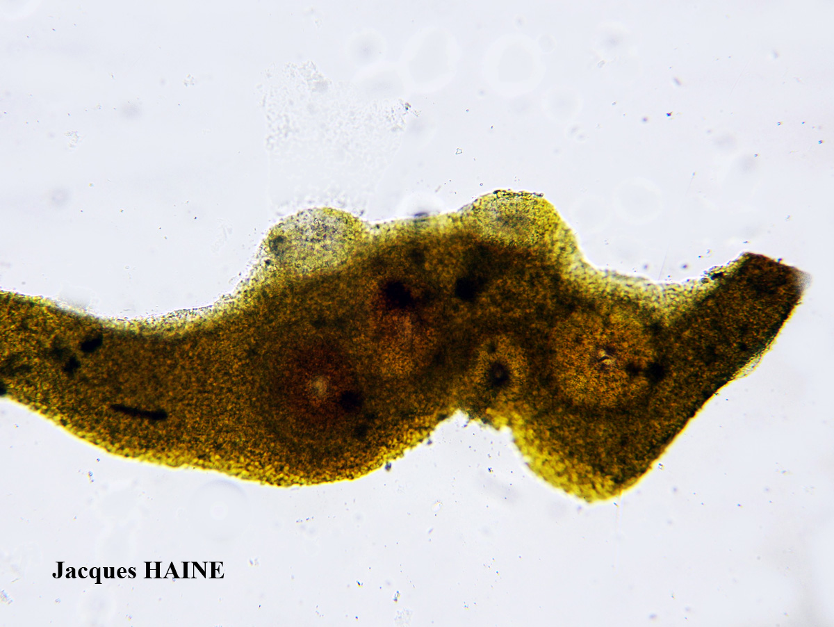Collema ryssoleum (Tuck.) A. Schneid.