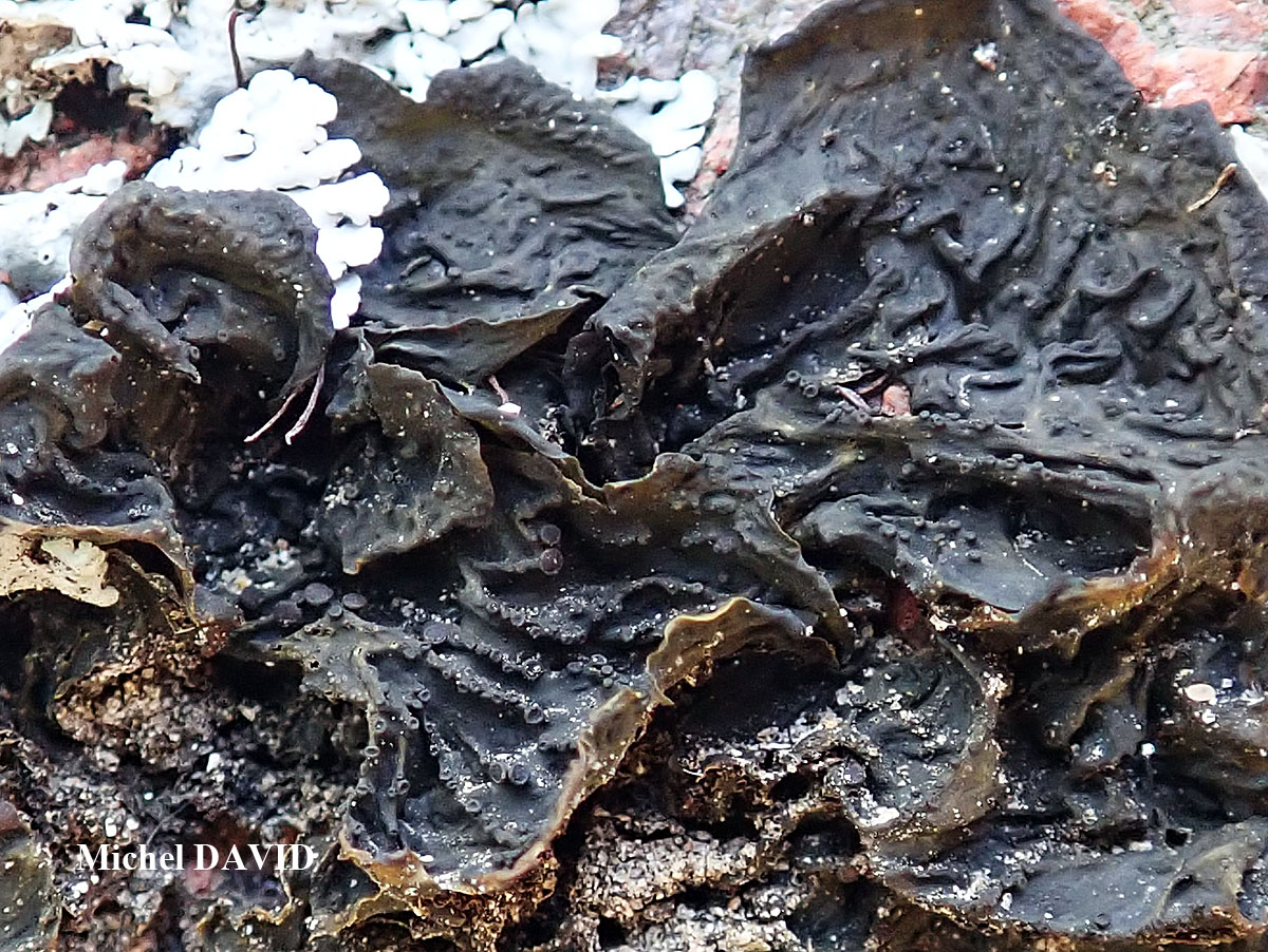Collema ryssoleum (Tuck.) A. Schneid.