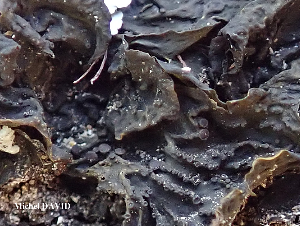 Collema ryssoleum (Tuck.) A. Schneid.