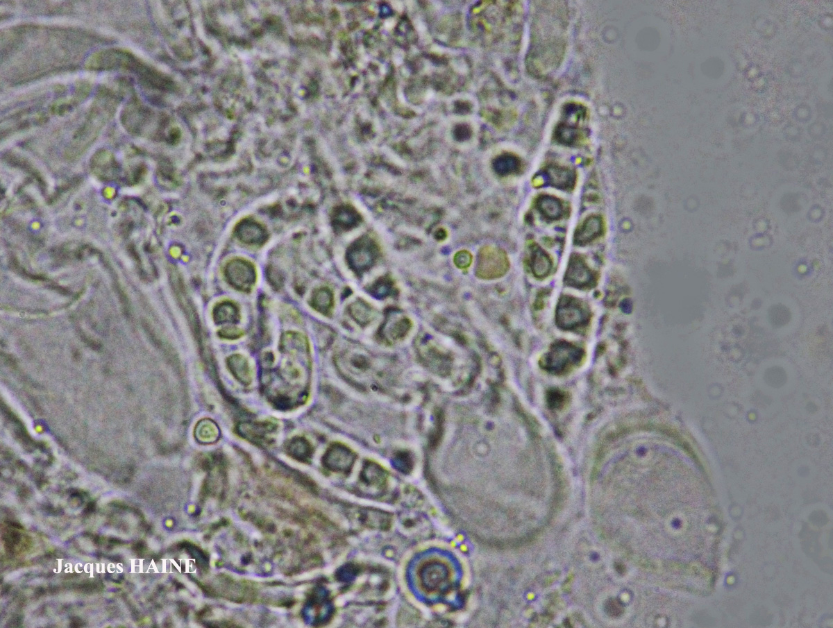 Collema ryssoleum (Tuck.) A. Schneid.