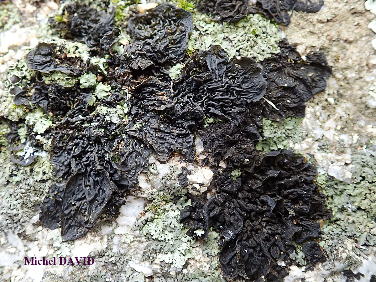 Collema ryssoleum (Tuck.) A. Schneid.