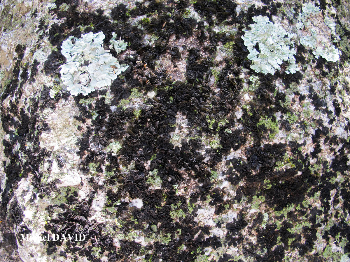Collema ryssoleum (Tuck.) A. Schneid.