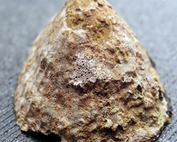 Collemopsidium foveolatum forme sur Patella