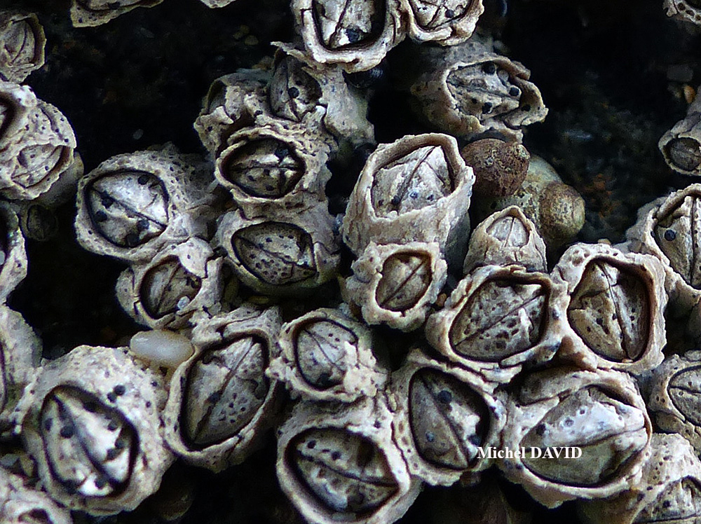 Collemopsidium sublitorale (Leight.) Grube et Ryan