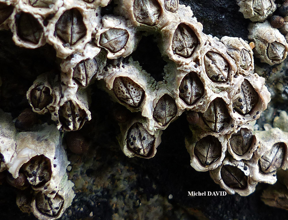 Collemopsidium sublitorale (Leight.) Grube et Ryan