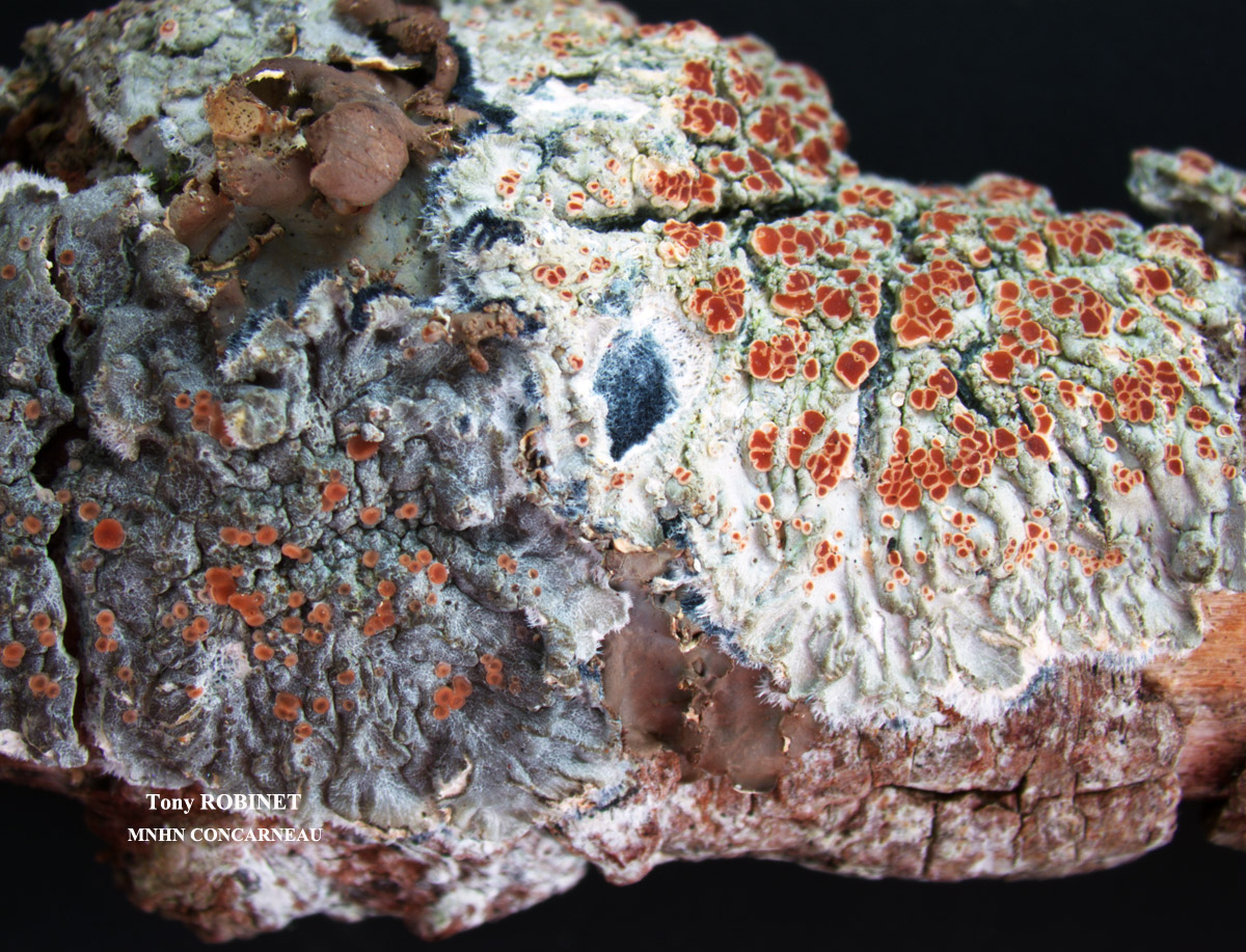 Pectenia plumbea vs Nephroma laevigatum