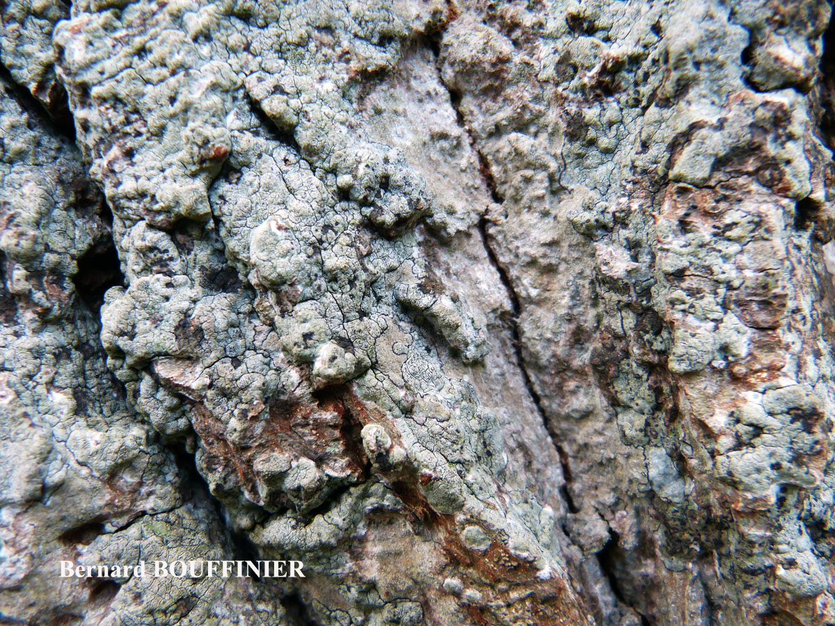 Dendrographa decolorans (Turner & Borrer ex Sm.) Ertz & Tehler
= Schismatomma decolorans (Turner & Borrer ex Sm.) Clauzade & Vezda