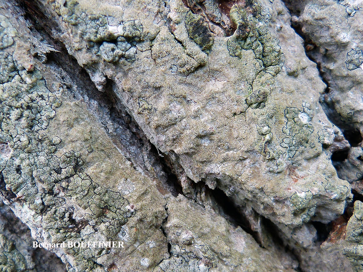 Dendrographa decolorans (Turner & Borrer ex Sm.) Ertz & Tehler
= Schismatomma decolorans (Turner & Borrer ex Sm.) Clauzade & Vezda