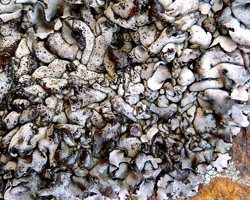 Dermatocarpon complicatum (Lightf.) W. Mann