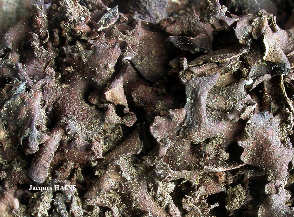 Dermatocarpon complicatum (Lightf.) W. Mann