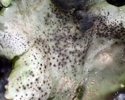 Dermatocarpon leptophyllodes (Nyl.) Zahlbr.