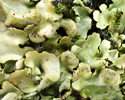 Dermatocarpon luridum (With.) Laudon
