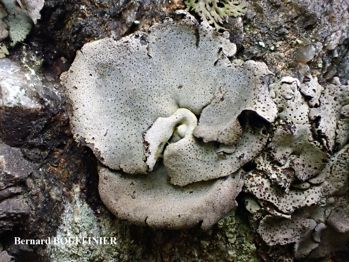 Dermatocarpon miniatum var. miniatum écoforme maritime.