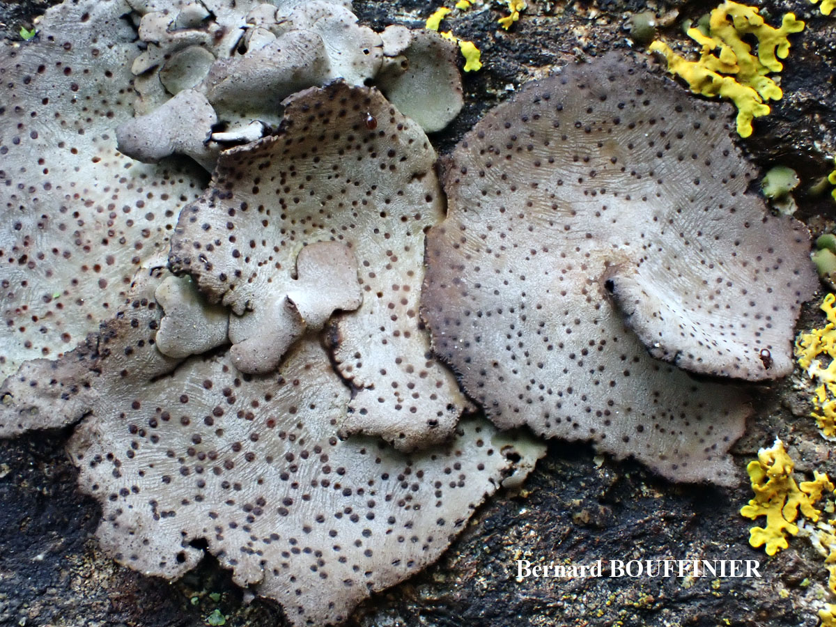 Dermatocarpon miniatum var. miniatum écoforme maritime.