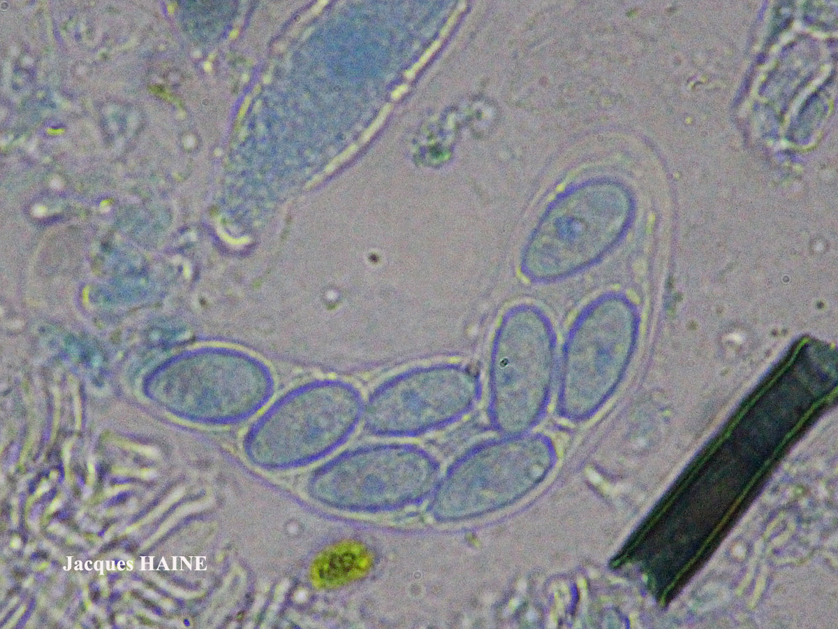 Dermatocarpon miniatum (L.) Mann var. miniatum morpho imbricatum