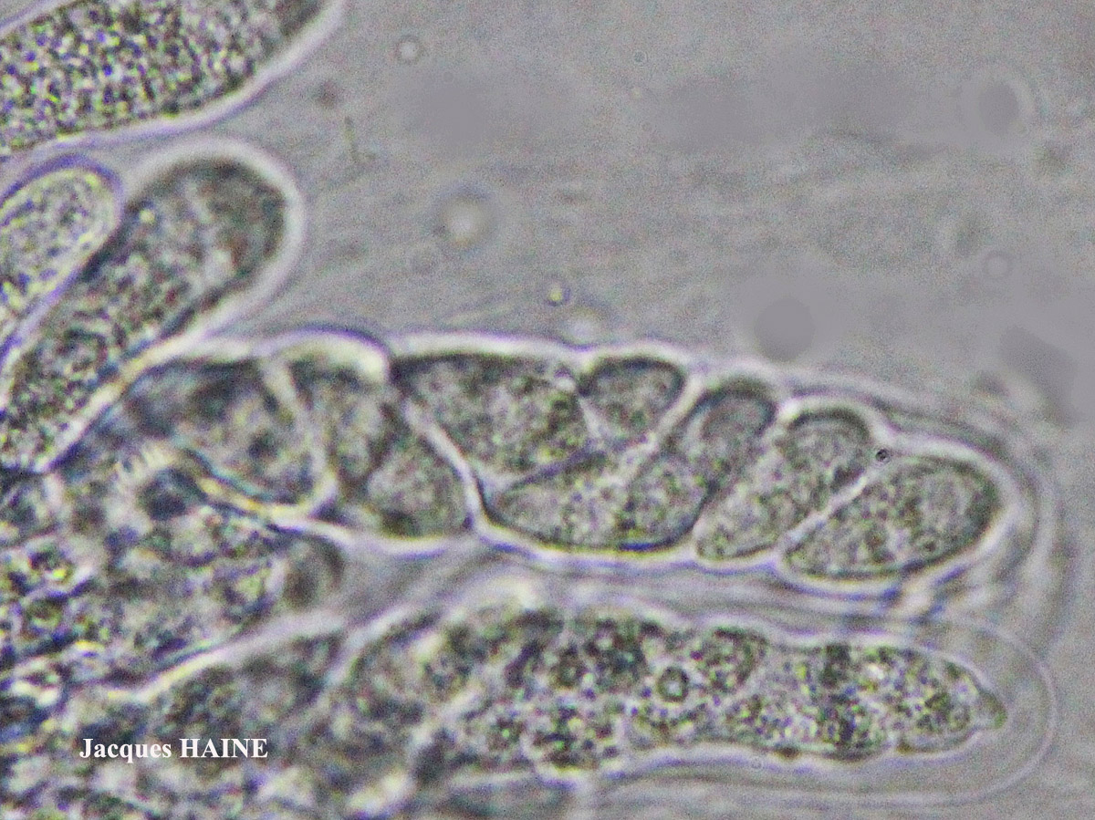 Dermatocarpon miniatum (L.) Mann var. miniatum morpho imbricatum