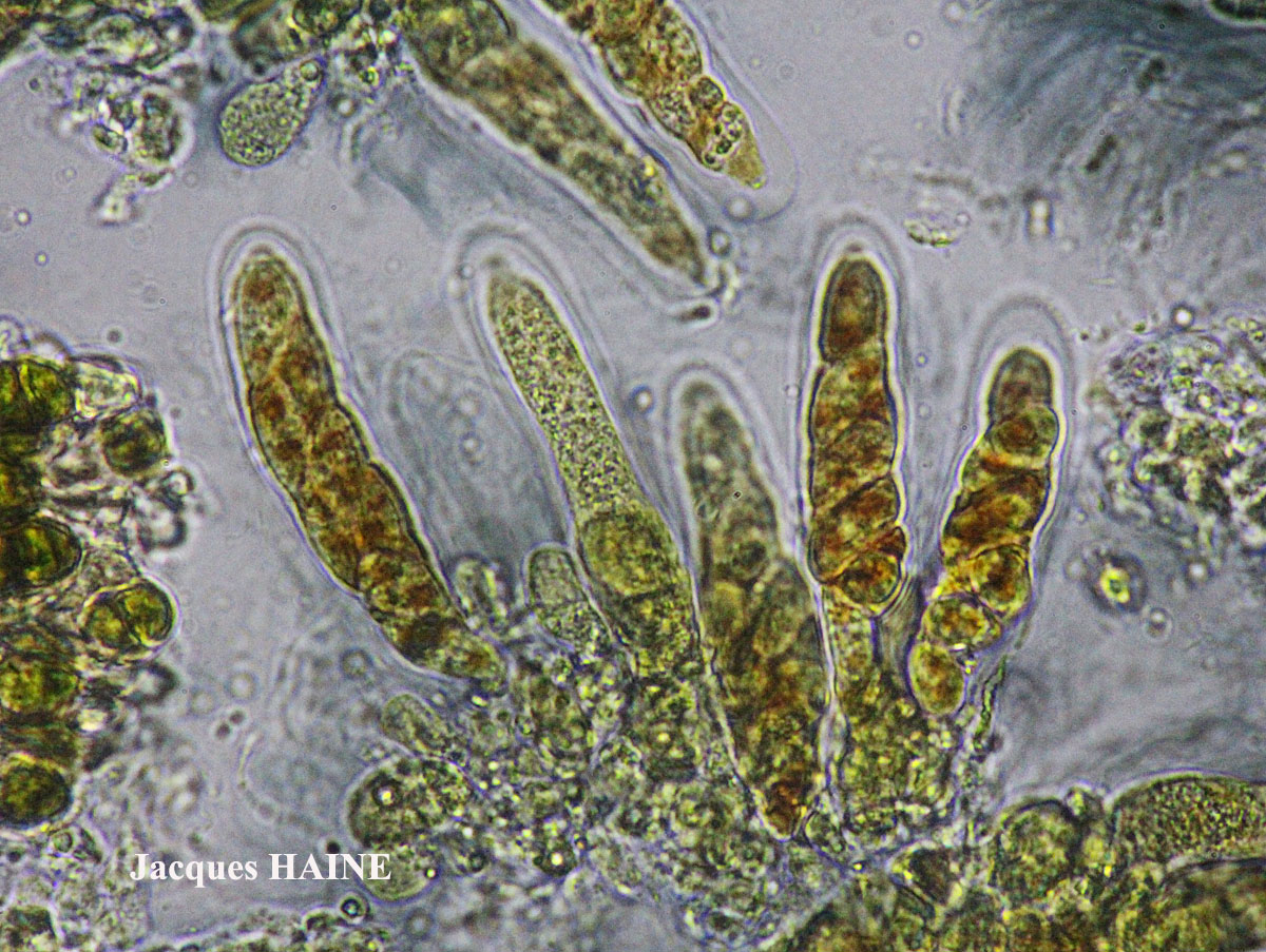 Dermatocarpon miniatum (L.) Mann var. miniatum morpho imbricatum