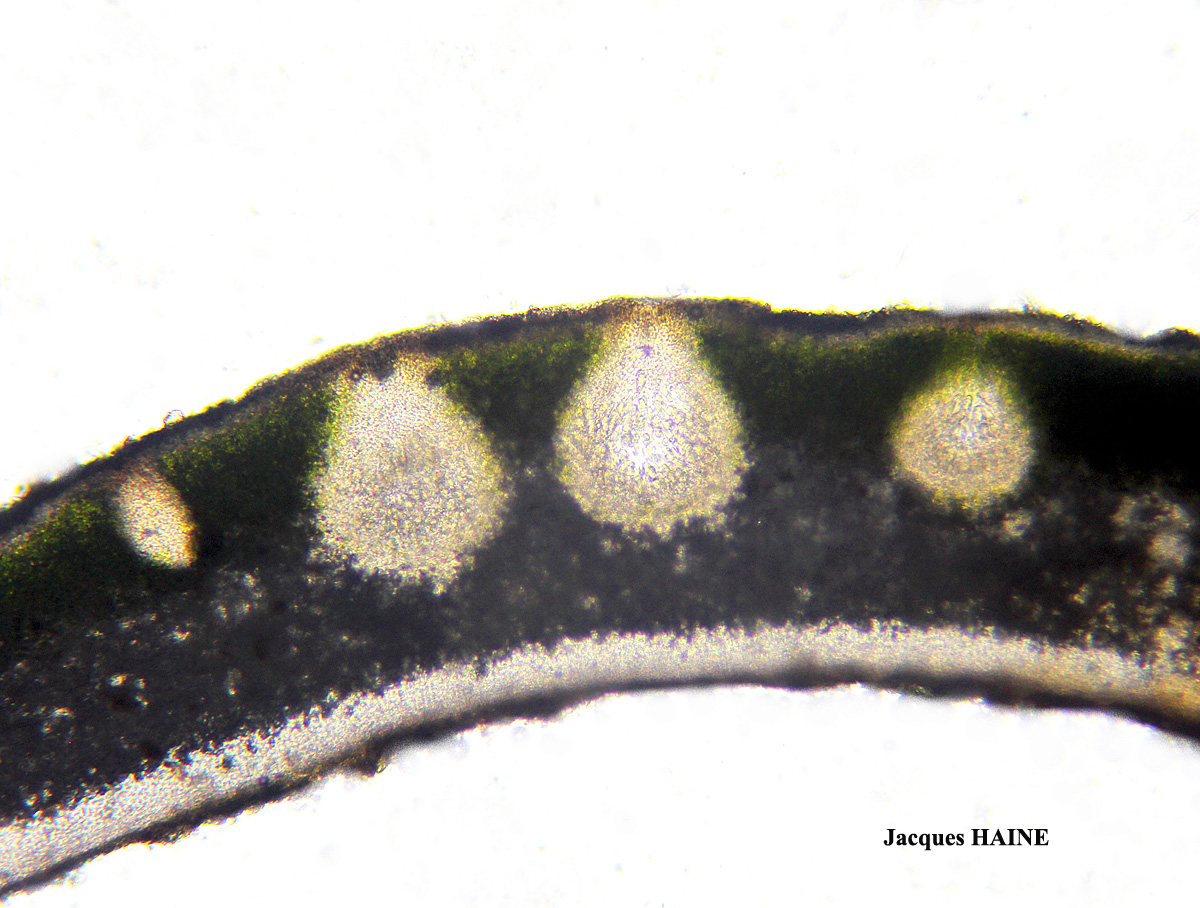 Dermatocarpon miniatum (L.) Mann var. miniatum morpho imbricatum