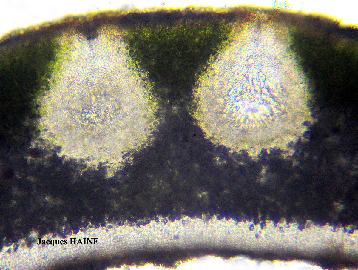 Dermatocarpon miniatum (L.) Mann var. miniatum morpho imbricatum