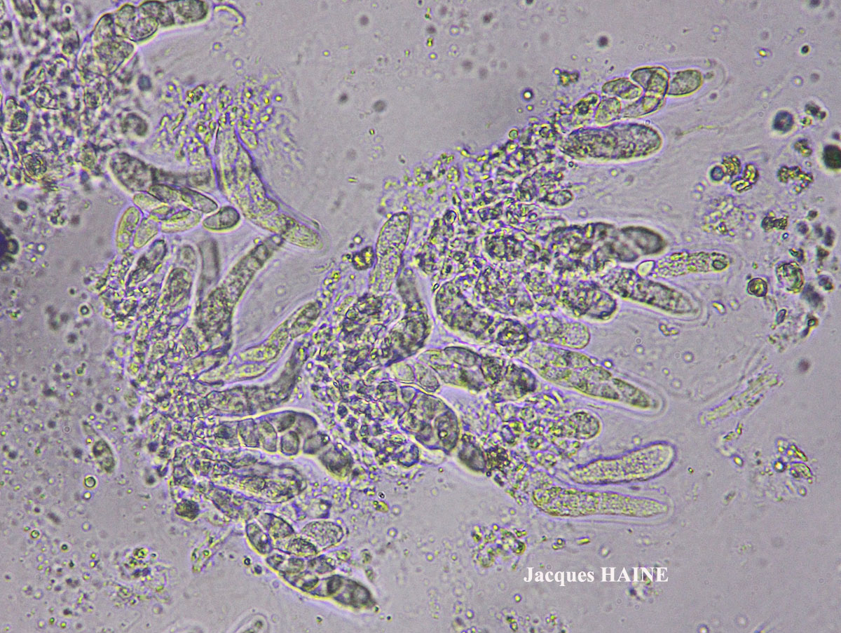 Dermatocarpon miniatum (L.) Mann var. miniatum morpho imbricatum