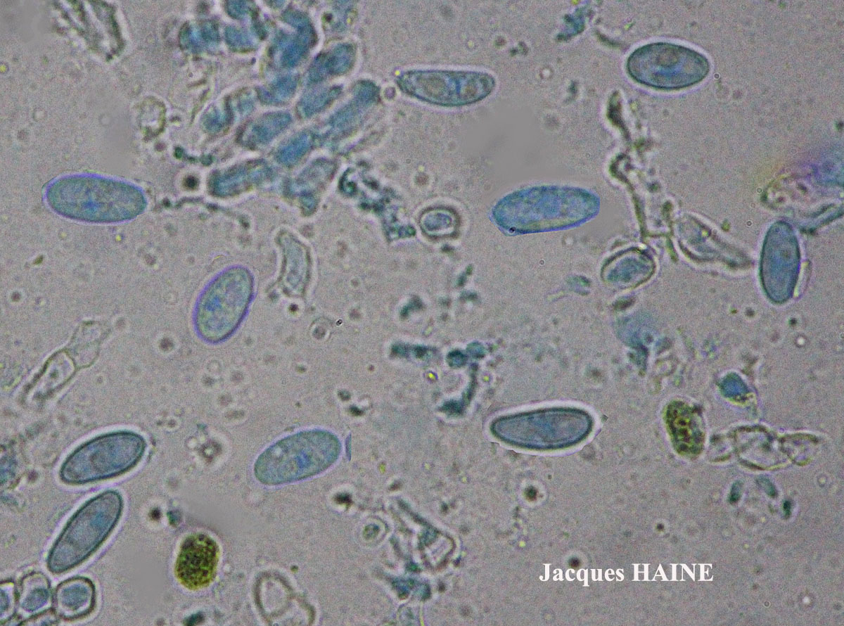 Dermatocarpon miniatum (L.) Mann var. miniatum morpho imbricatum