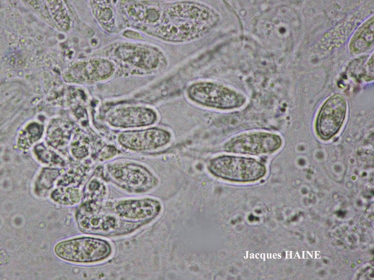 Dermatocarpon miniatum (L.) Mann var. miniatum morpho imbricatum
