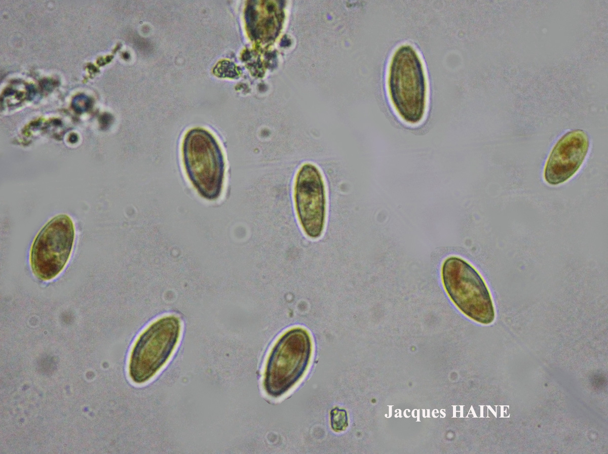 Dermatocarpon miniatum (L.) Mann var. miniatum morpho imbricatum