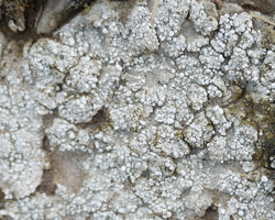 Dibaeis baeomyces forme stérile