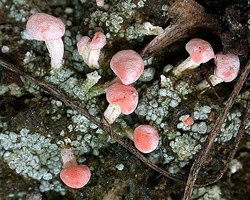 Dibaeis baeomyces (L. f.) Rambold & Hertel
