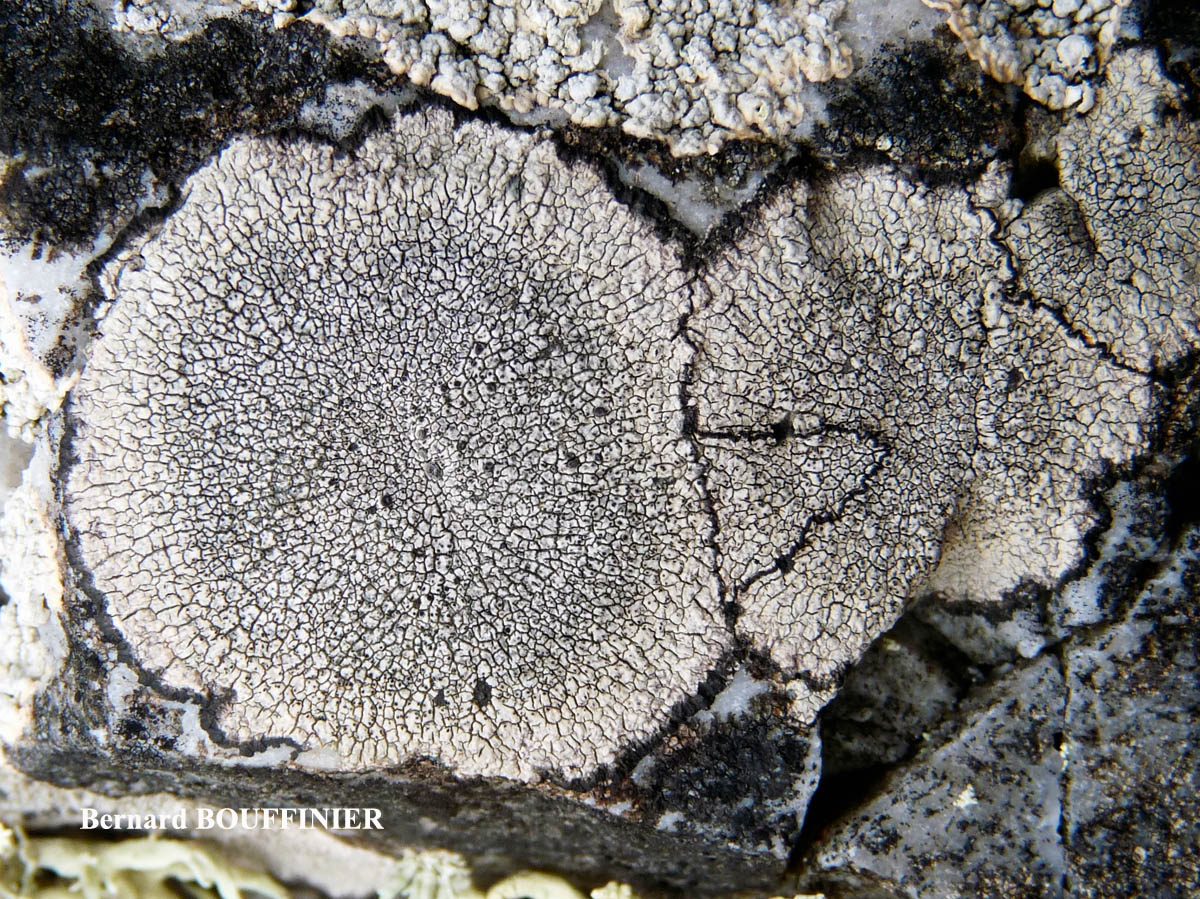 Dimelaena oreina Cf. (Ach.) Norman forme maritime atlantique. 