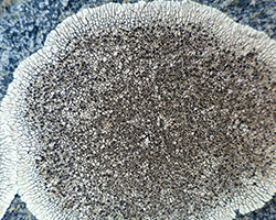 Dimelaena oreina (Ach.) Norman forma oreina