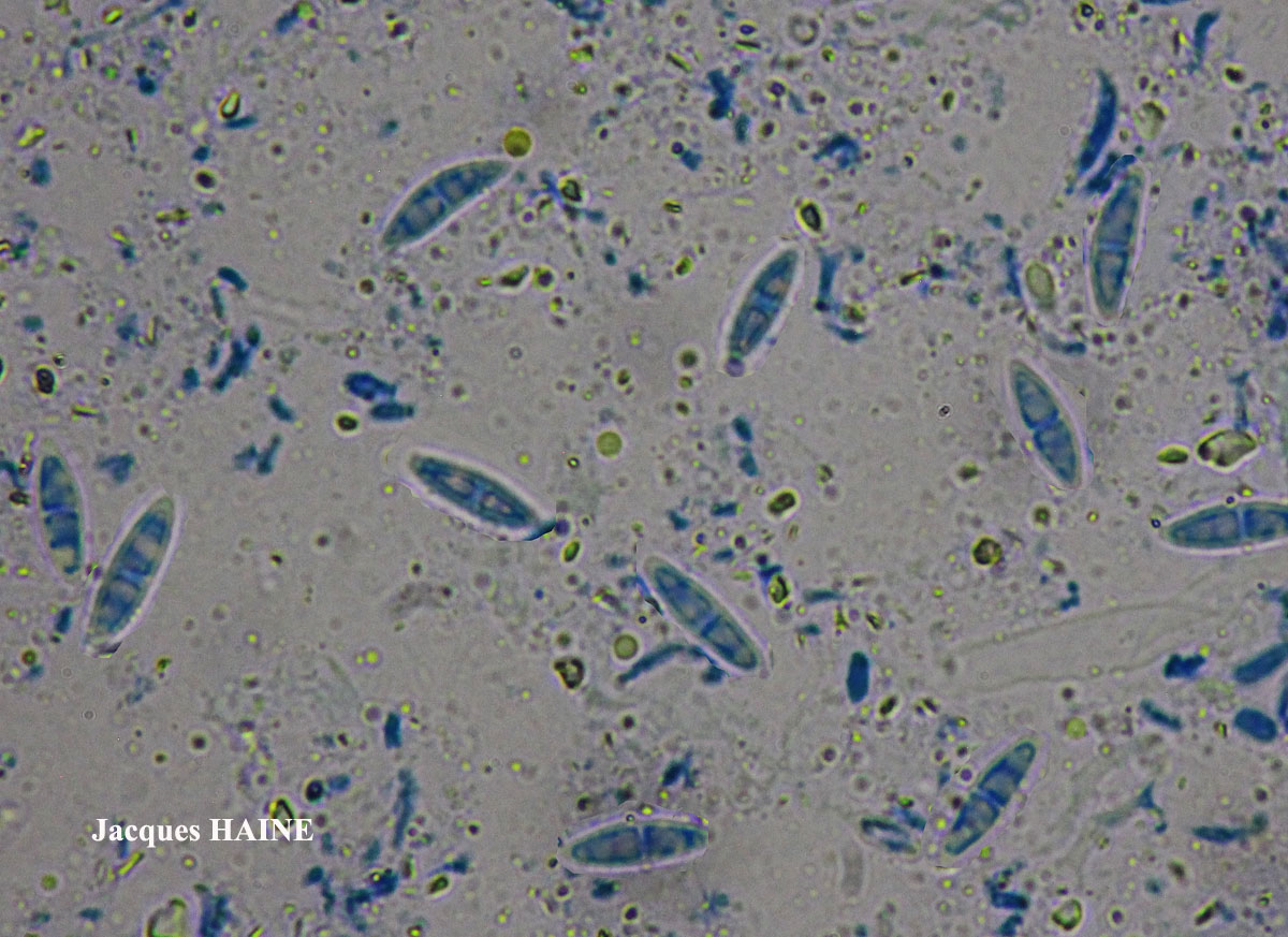 Coenogonium luteum forme saxicole.