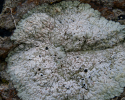 Diploicia canescens (Dicks.) Massal.