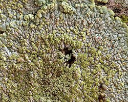 Diploicia canescens forme lignicole.