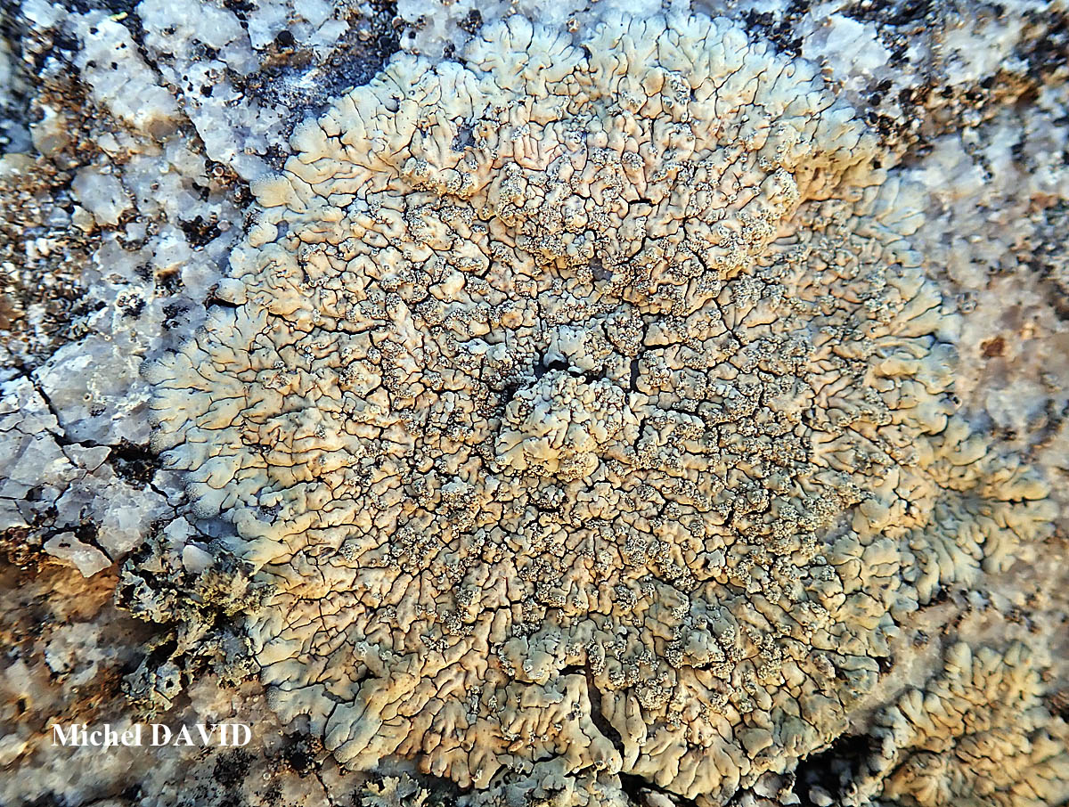 Diploicia subcanescens (Werner) Hafellner & Poelt forme maritime méditerranéenne.