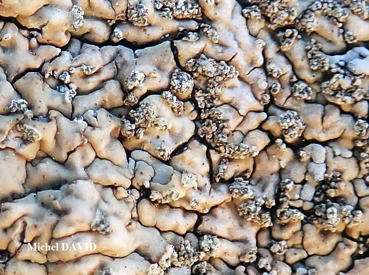 Diploicia subcanescens (Werner) Hafellner & Poelt forme maritime méditerranéenne.