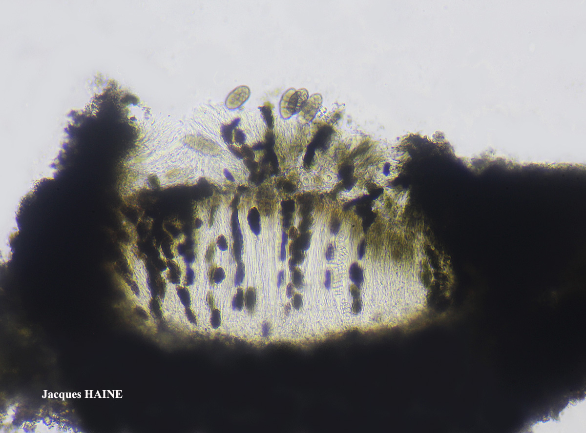 Diploschistes caesioplumbeus forme parasite de Tephromela atra ou de Lecanora gangaleoides.