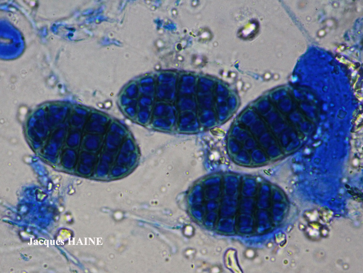 Diploschistes caesioplumbeus forme parasite de Tephromela atra ou de Lecanora gangaleoides.