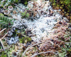 Diploschistes muscorum forme parasite de Cladonia pocillum