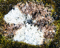 Diploschistes muscorum forme parasite de Cladonia pocillum