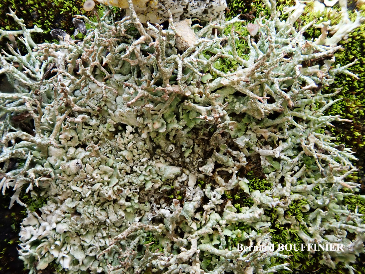 Diploschistes muscorum forme parasite de Cladonia rangiformis.