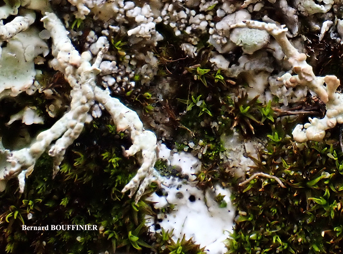 Diploschistes muscorum forme parasite de Cladonia rangiformis.