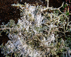 Diploschistes muscorum forme parasite de Cladonia rangiformis.