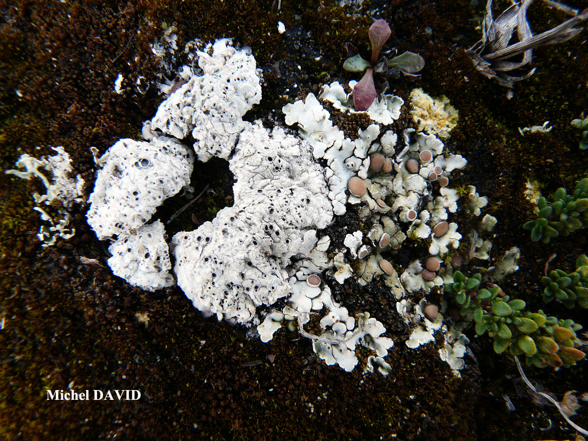 Diploschistes muscorum forme parasite de Squamarina cartilaginea.