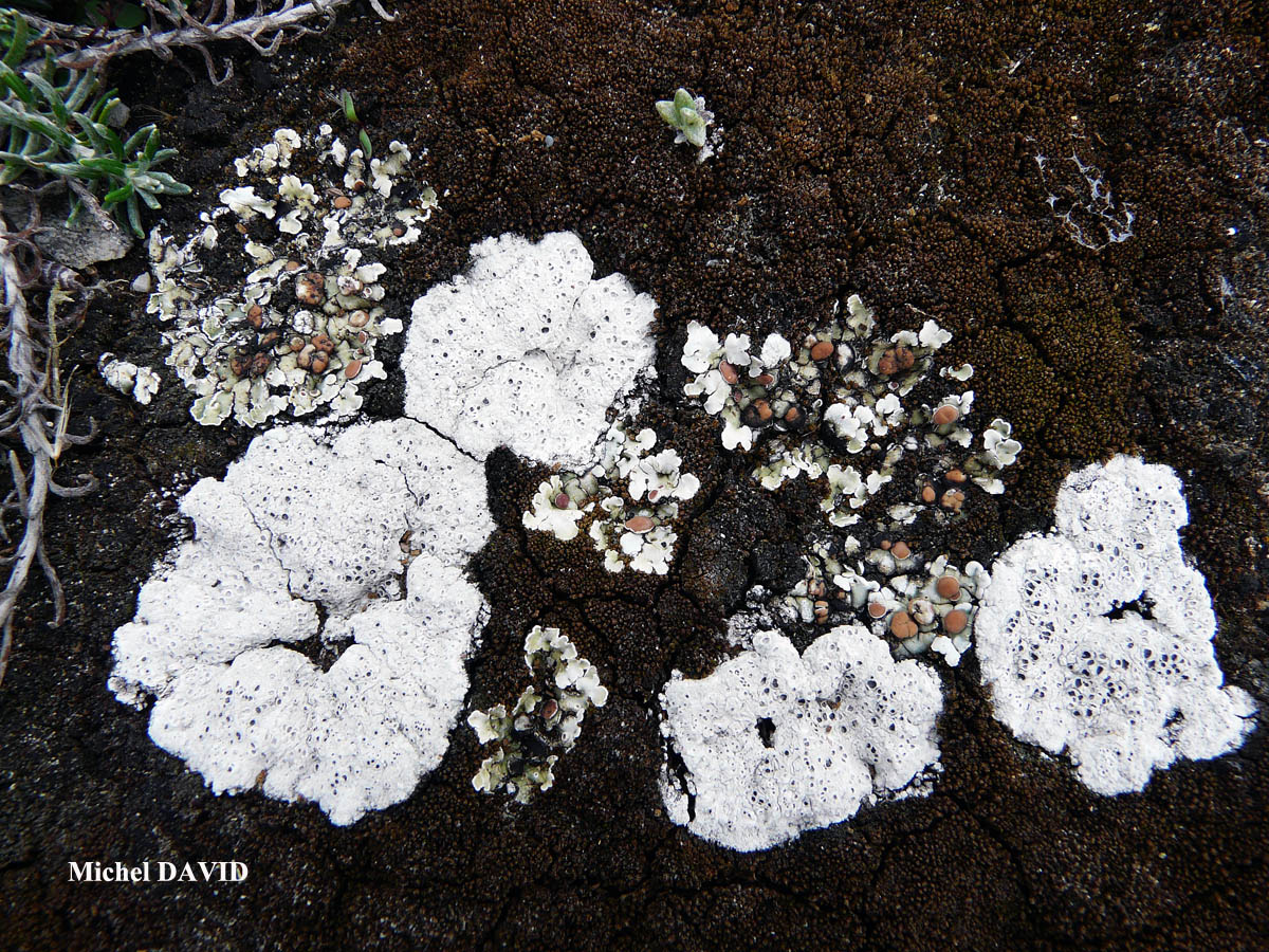 Diploschistes muscorum forme parasite de Squamarina cartilaginea.