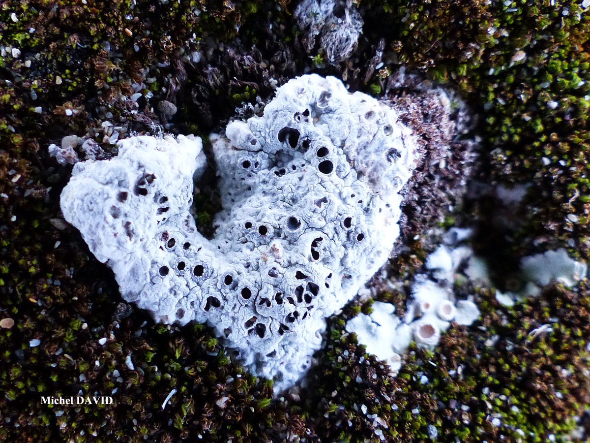 Diploschistes muscorum forme parasite de Squamarina cartilaginea.