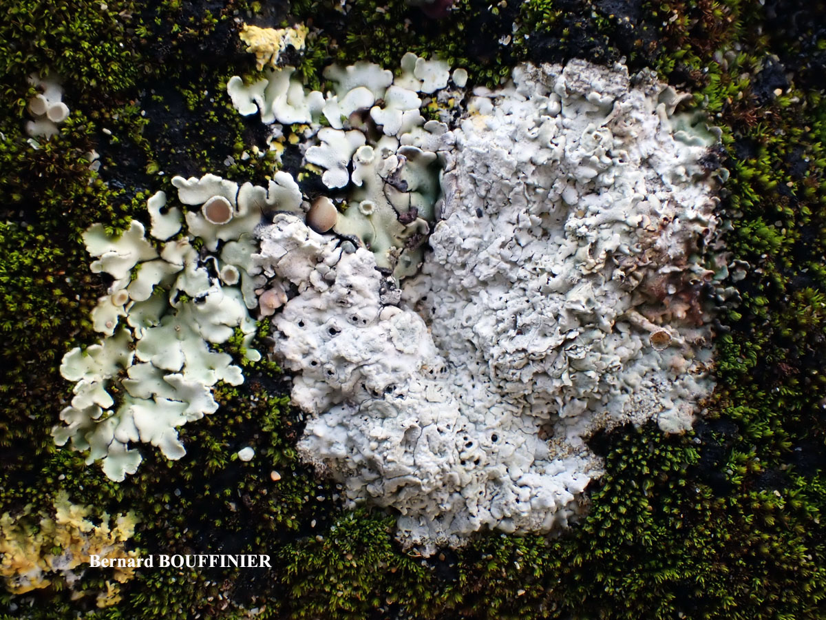 Diploschistes muscorum forme parasite de Squamarina cartilaginea.