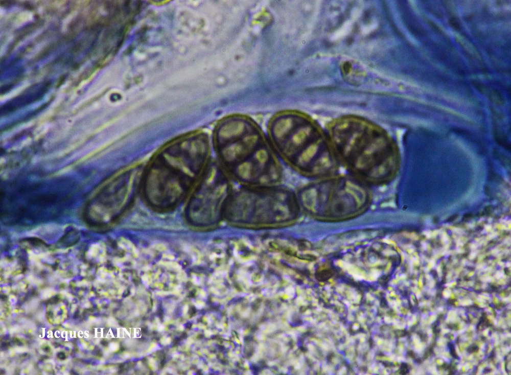 Diplotomma alboatrum (Hoffm.) Flot. forme corticole.