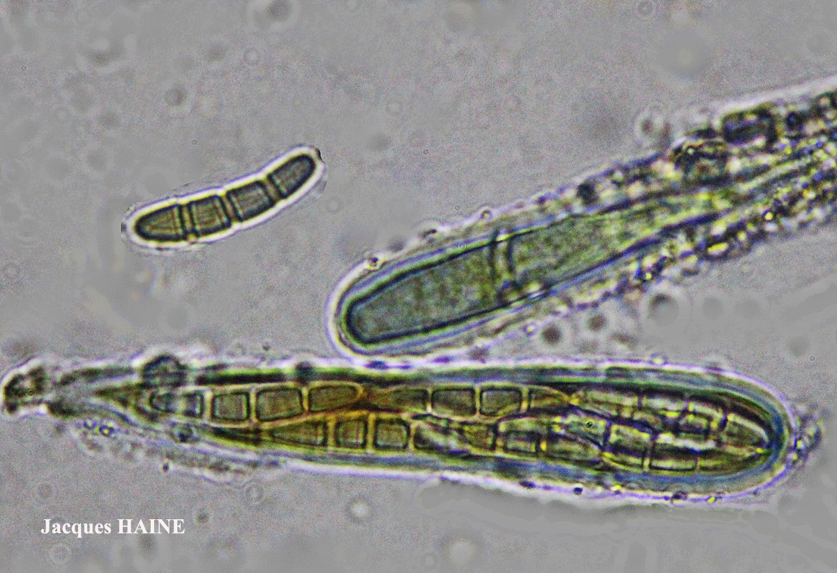 Dirina ceratoniae (Ach.) Fr.